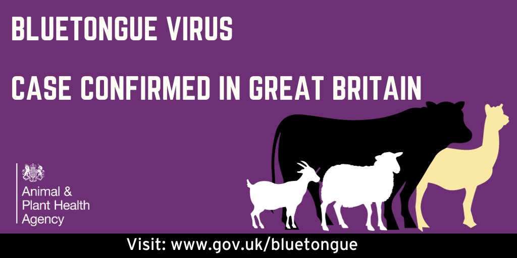 #bluetongue has been confirmed in 3 cattle at a premises in the Sandwich Bay area within the north-east Kent Temporary Control Zone. Livestock keepers must remain vigilant and follow the animal movement restrictions. See GOV.UK for info: gov.uk/bluetongue