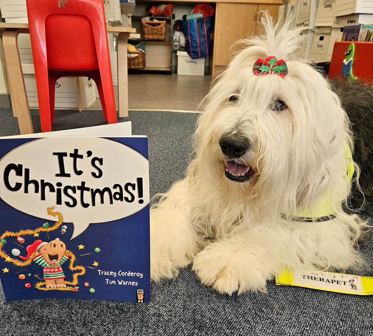 Willow1590's tweet photo. @TherapetC 𝐀𝐩𝐩𝐥𝐞 was at @AultmoreParkPri Glasgow this morning to listen to the pupils reading stories to her 𝐀𝐩𝐩𝐥𝐞'𝐬 favourite one today was- "𝐈𝐭'𝐬 𝐂𝐡𝐫𝐢𝐬𝐭𝐦𝐚𝐬".. 🐾🎄🐾𝑺𝑬𝑬 𝒀𝑶𝑼 𝑨𝑳𝑳 𝑨𝑮𝑨𝑰𝑵 𝑵𝑬𝑿𝑻 𝒀𝑬𝑨𝑹
@CanineConcern @burnspetfood
@CGvets https://t.co/xOht7QeeSt