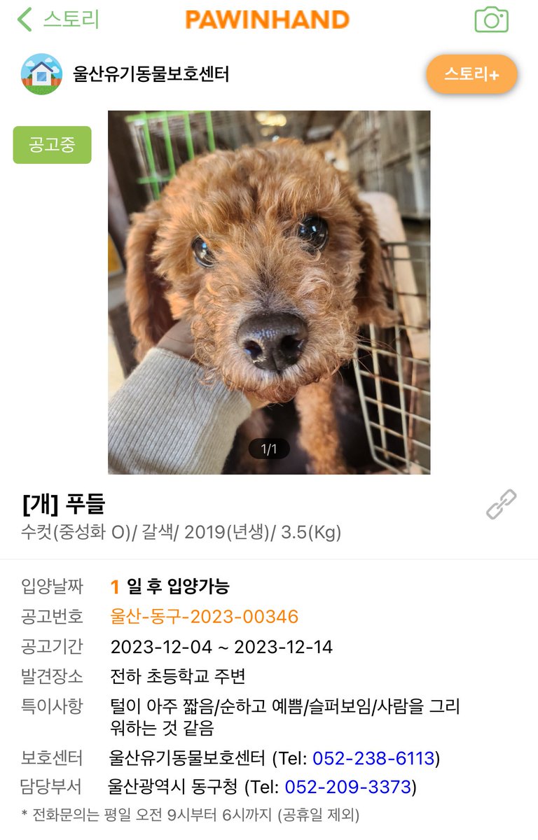 ‘슬퍼보임’
‘사람을 그리워하는 것 같음’

ㅠㅠ
내일부터 입양 가능