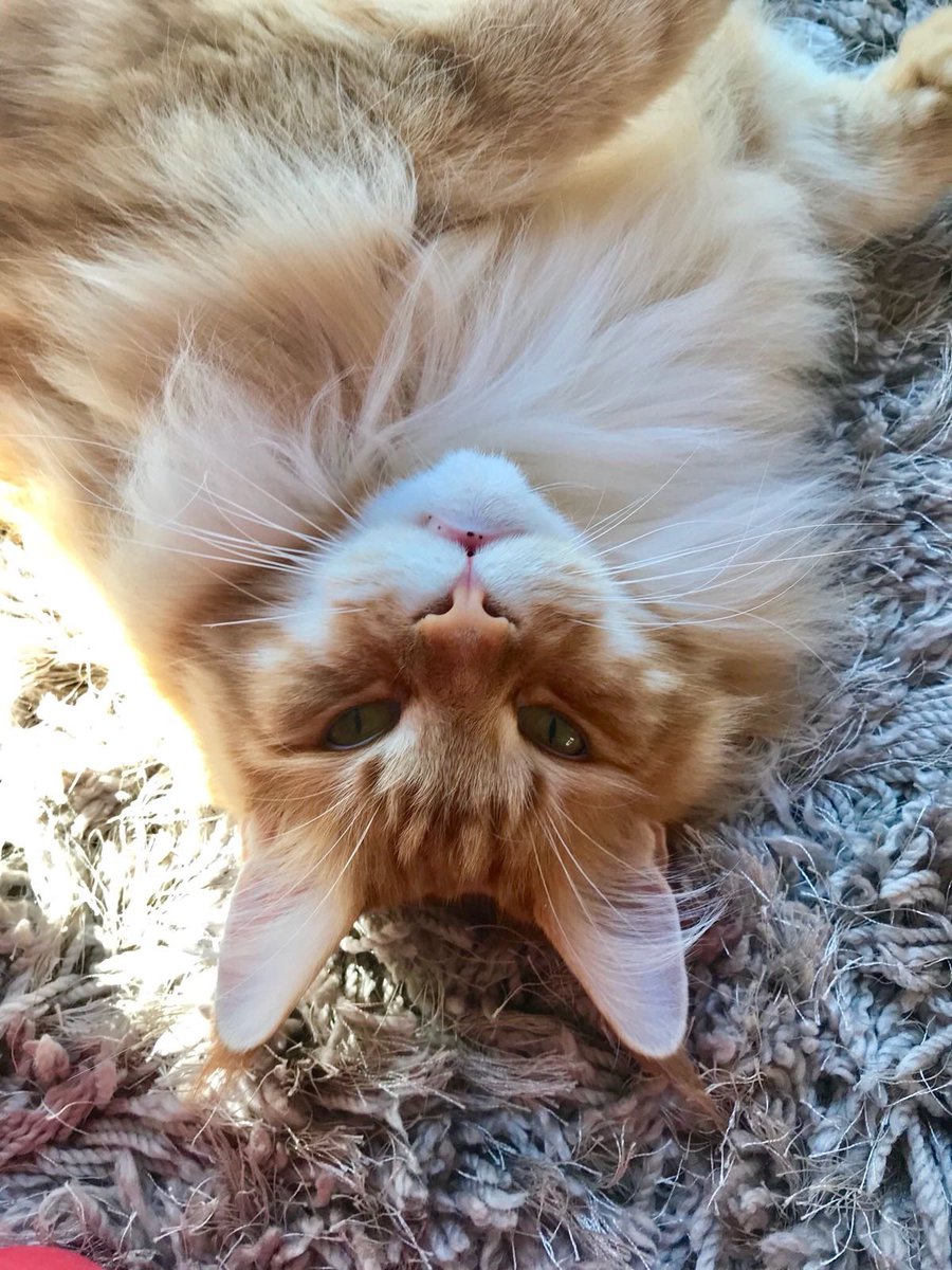 🌈 Buddy 🌈 & Gizmo 🦁🦁 tweet media