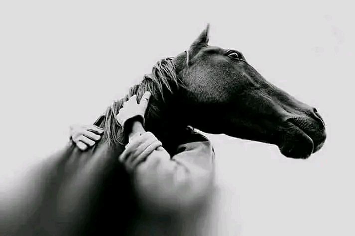 BotBoziji's tweet photo. #digitalart #pixselart #nature #photography #Animalsplanet #AnimalLovers #horse #Love #mood #viralvideo #world #trending #Ψ§Ψ¨Ω_ΨΉΨ¨ΩΨ―Ψ© https://t.co/NJBa133NlE