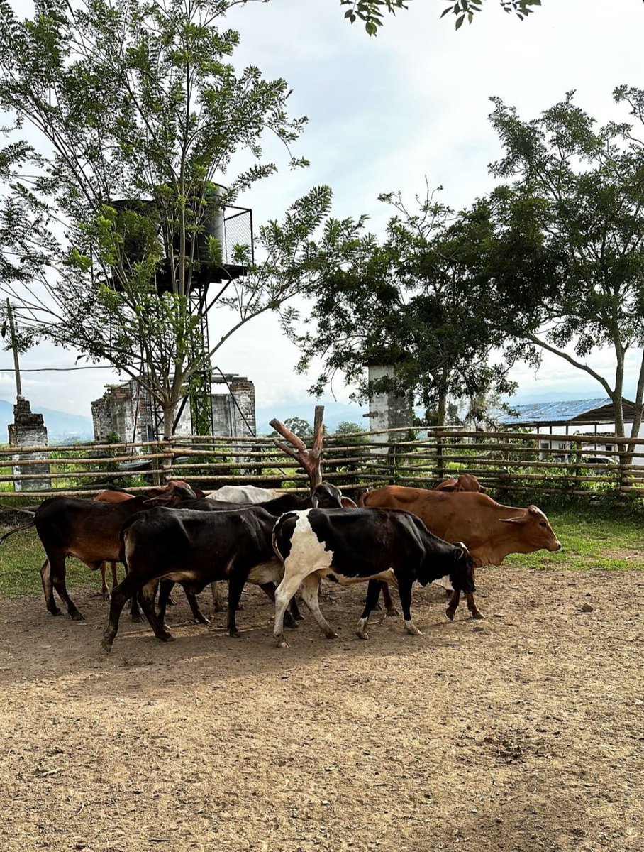 Days off 🏞️🐄