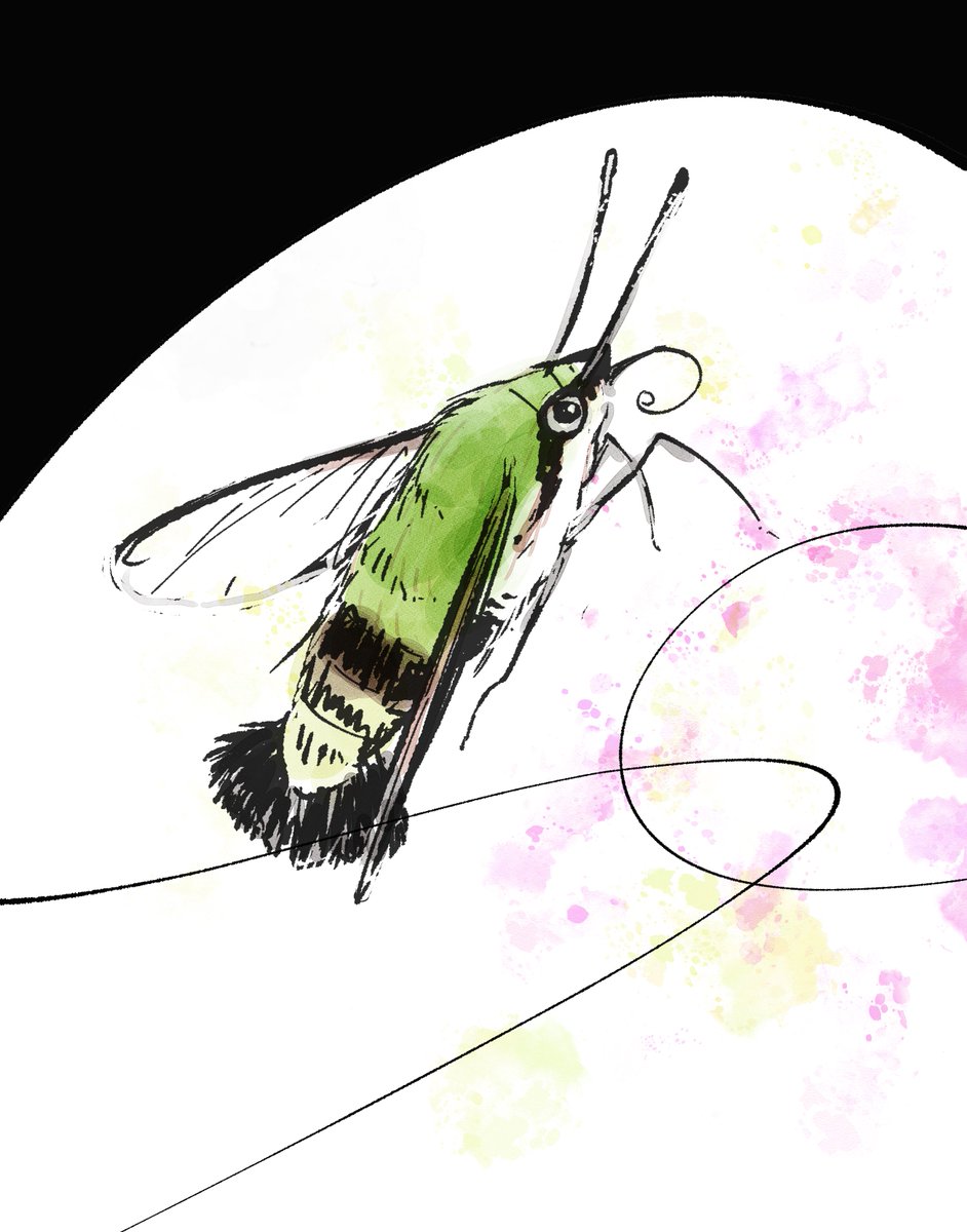 John_Katany's tweet photo. 個人的にいちばんかわいい昆虫だと思ってるオオスカシバちゃんを描きました。
オオスカシバはいいぞ https://t.co/sx6r6Rzx60