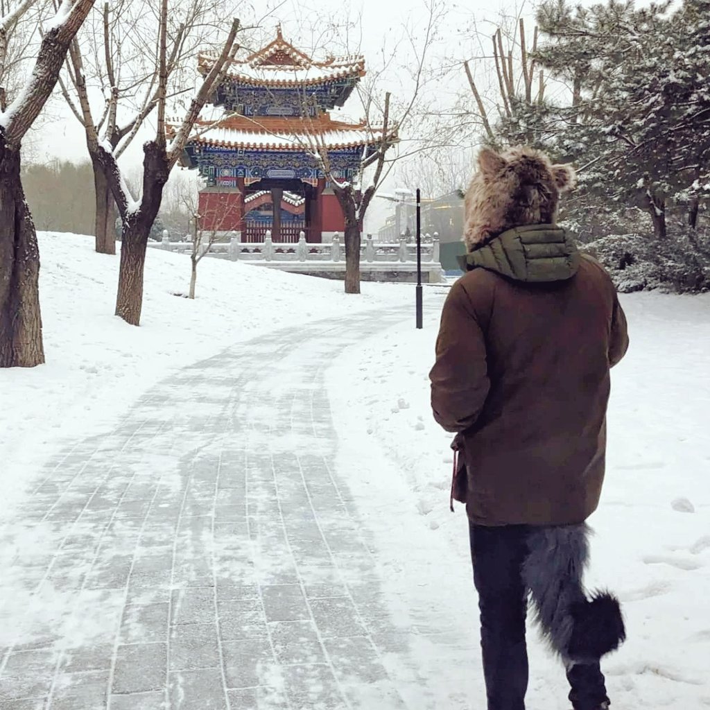 Squirrel in the snow ❄️ 🐿️