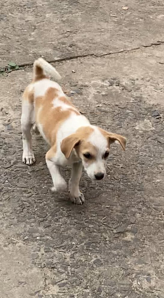 Ash04z's tweet photo. At my Uni🐾🥹

#dog #puppies #University #college #dailylife #lifestyle #foryou #foryoupage #Trending #like4like #Sharing https://t.co/61Xgi2vcW4