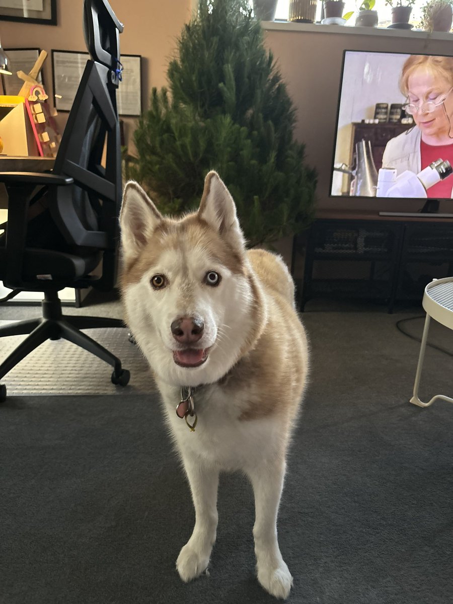 EmmiSammy's tweet photo. @PhDVoice @PostdocVoice Stormy the husky sat through every zoom and occasionally howled and gave very important insight https://t.co/K24wIi7GpO