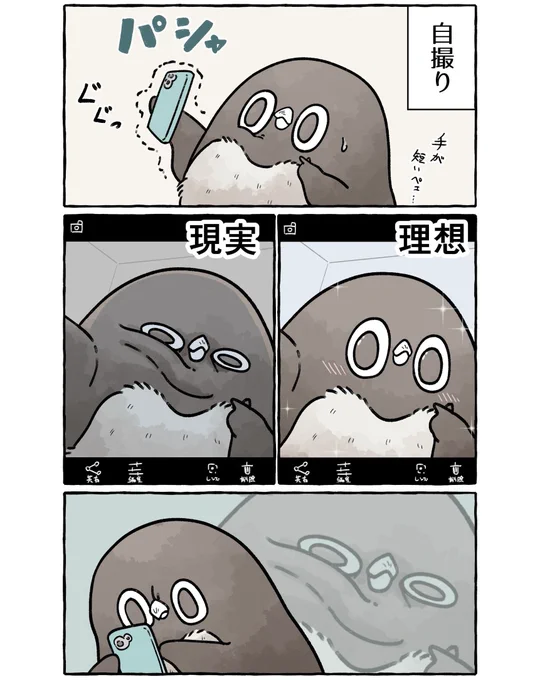 自撮りの理想と現実
#虚無かわいいアデリーペンギン 