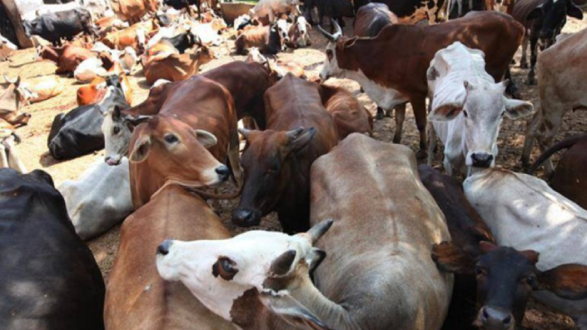Sanatan_Prabhat's tweet photo. Even God will not forgive us for this act : Gujarat High Court directs District Collectors to submit a report on publicly discarding the remains of slaughtered cows
Read More :
https://t.co/HhxcxFBeL9
#CowProtection #GouMatha https://t.co/7t0gVUFZAJ
