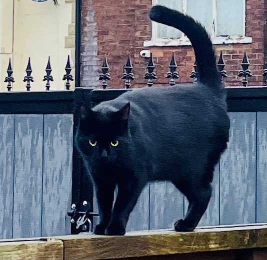 “Good morning” says Jet, the hoom’s neighbours’ cat in England. “Long time, no see!”

That’s true, Jets been keeping himself hidden, probably hedgewatching!

But he was so happy to see us and hoom was happy to see him 😻 #ThursdayThanks 

#Hedgewatch #Jet #LongTimeNoSee #CatsOnX