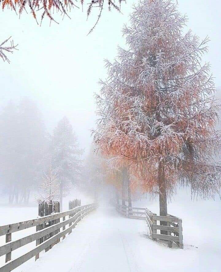 OMarlene tweet media