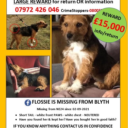 Where is Flossie? What happened to her? #findFlossie 🙏 Please retweet @MissingPetsGB @ZuccoIsMissing @JacquiSaid @StolenSmaila @LisaClareRead2 @rosiedoc666 @Lisaeljo @JohnDaffern2 @FindFlossie 👇