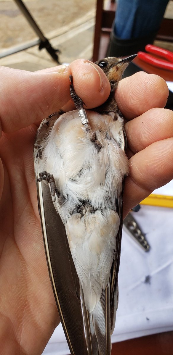HALLELUJAH!!! A young Barn Swallow just caught at Ngulia wearing a ring inscribed 'KAZAKHSTAN ALMATY'!!!! That's c.6,000kms away!!! Ring no L31677.. looking forward to sharing the ringing details! #nguliaringing #birds #ringing #tsavowest #Kazakhstan