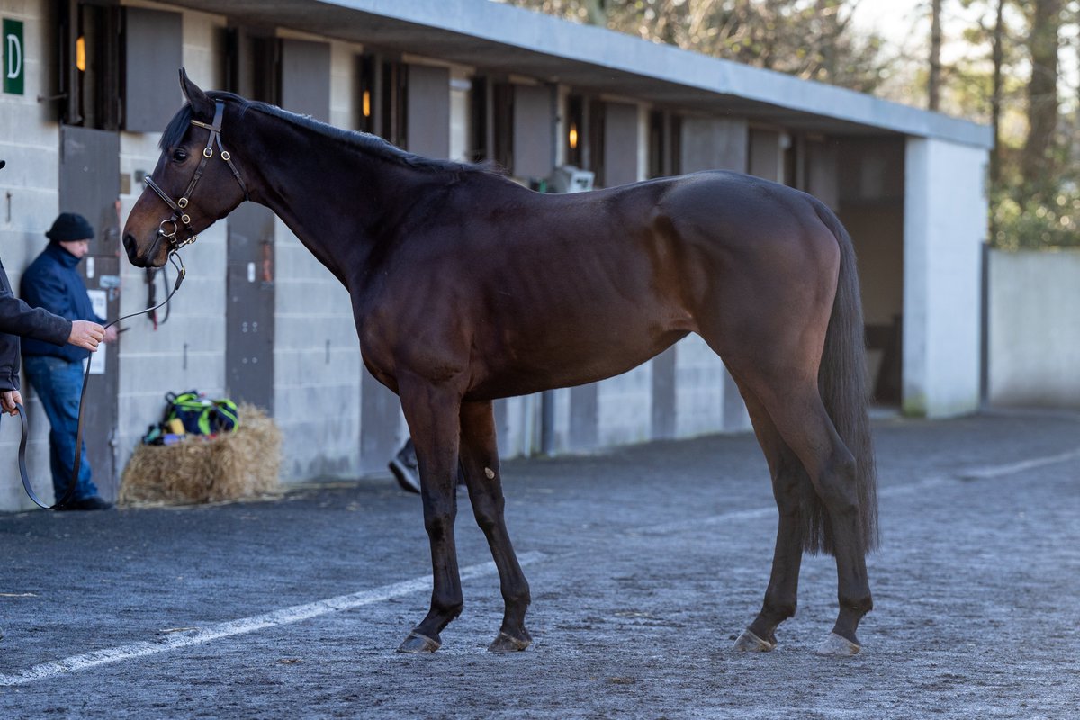 Goffs1866's tweet photo. Quality first mares from Robcour under the Sladagh Farm banner at the December NH Sale include Graded winning chasers Magic Daze &amp; Gin On Lime. ✨

Check out the full draft of 5 in Barn D.

#GoffsDecember | Dec 11-14 | @BrianAcheson https://t.co/8SatXvYj69