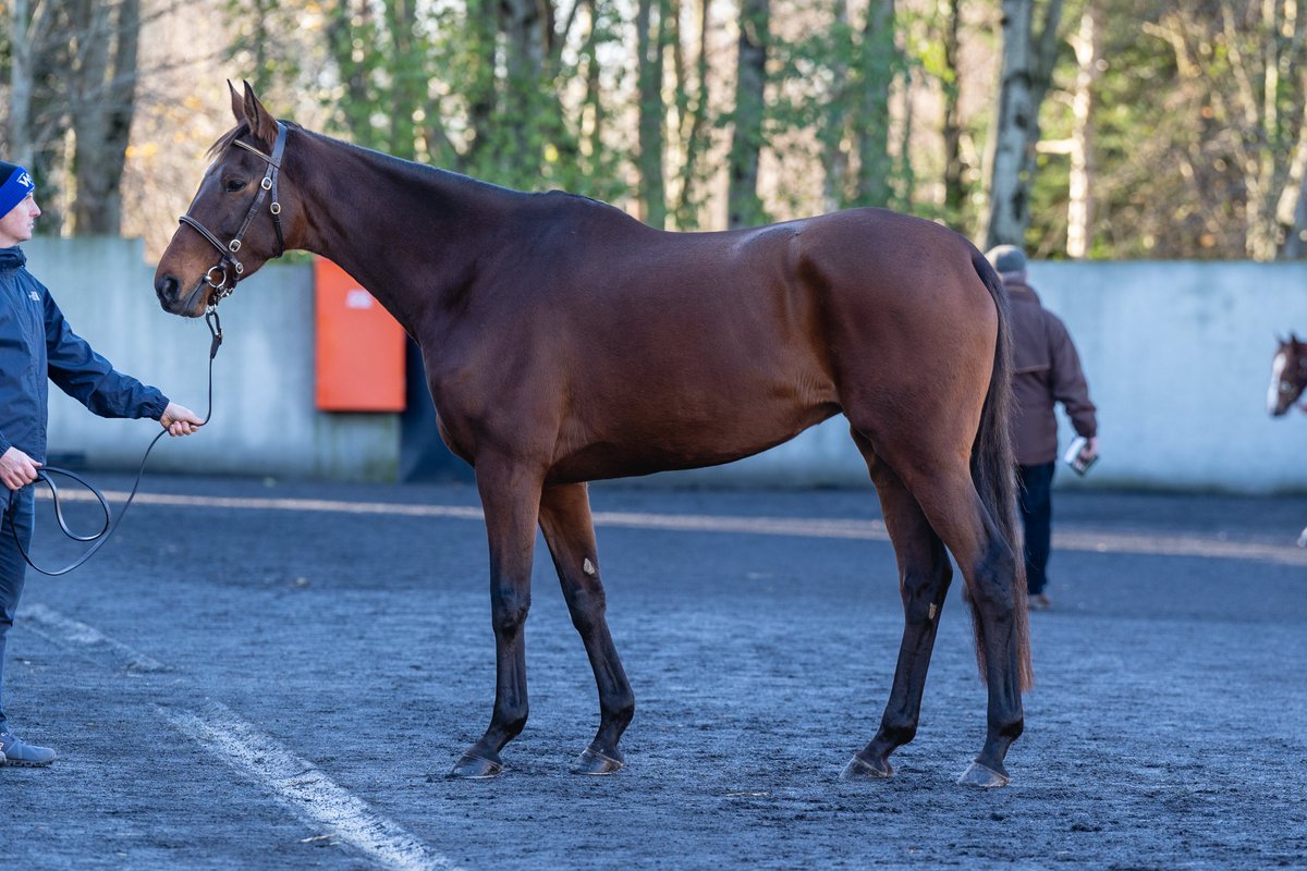 Goffs1866's tweet photo. Quality first mares from Robcour under the Sladagh Farm banner at the December NH Sale include Graded winning chasers Magic Daze &amp; Gin On Lime. ✨

Check out the full draft of 5 in Barn D.

#GoffsDecember | Dec 11-14 | @BrianAcheson https://t.co/8SatXvYj69