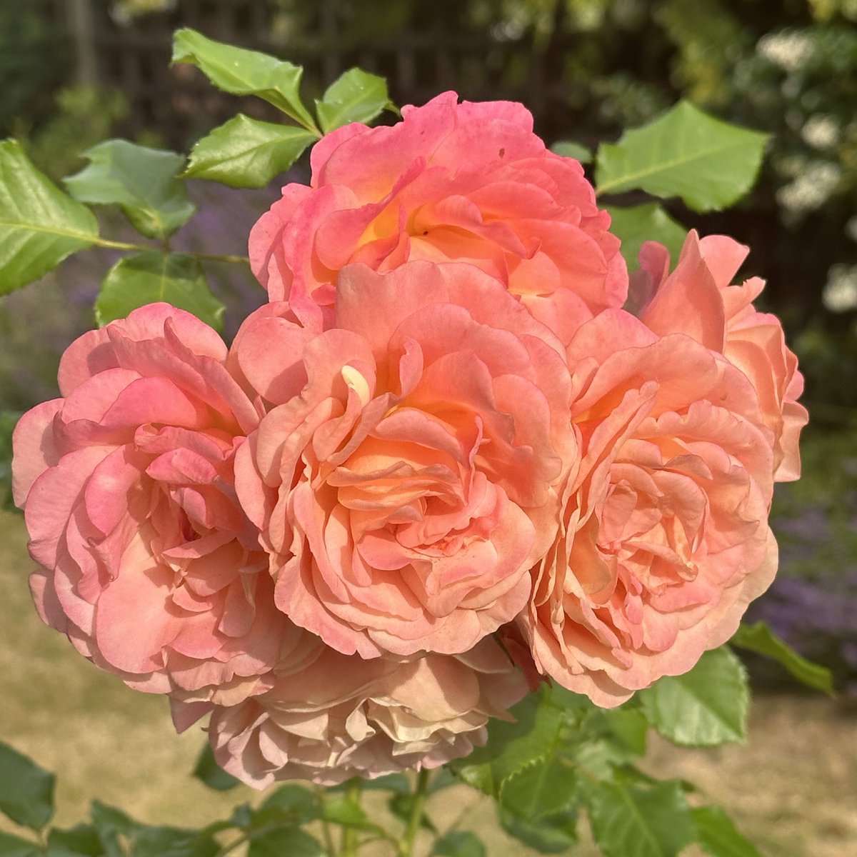 ‘Peach Melba’. Scented, floriferous and healthy climbing rose. 
A worthy winner of the 2023 Rose of the Year Award.
Have a good day everyone, take care and stay safe.
#roseoftheyear #RoseADay #Advent #roses
@loujnicholls @kgimson