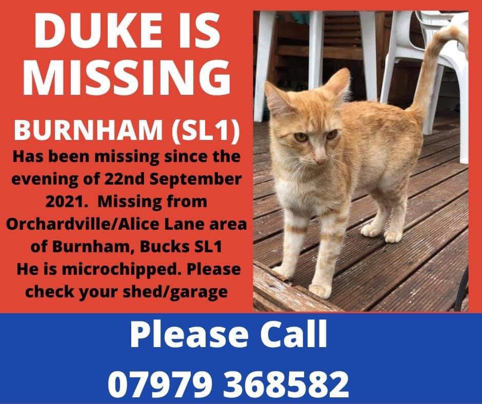 MissingPetsGB's tweet photo. #ChristmasCountdown 🎅

 7 days to go... Duke has spent two years apart from his family 

@Angela_Connelly

Can Duke have his Christmas Miracle? Missing since 2021 from #Buckinghamshire if anyone knows where Duke is today please contact 🙏 https://t.co/olpjkJSXVJ