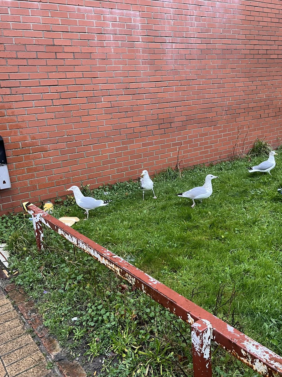 MelClose55's tweet photo. This is what happens when you dump the remains of your late night snack ! Within minutes (second’s probably) 9 seagulls demolished a tray of chips - not their natural food !!Please take your rubbish home or put it in a bin !! 🙄 #litterlout #takeway https://t.co/5atPvrr100