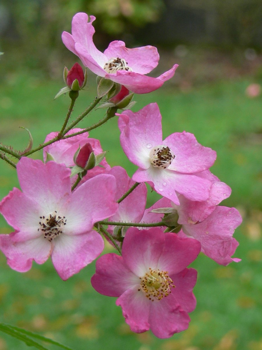 rosenfreunde's tweet photo. Zur Erhaltung des Rosensortimentes des Europa-Rosarium Sangerhausen müssen jährlich zahlreiche Rosen nachveredelt und gepflanzt werden. Nach diesen Arbeiten bleiben häufig Rosen-Raritäten in Kleinststückzahlen übrig. 
Die Liste ist einsehbar auf: 
https://t.co/3QMGmXdi6H https://t.co/LIvs2GUkSZ