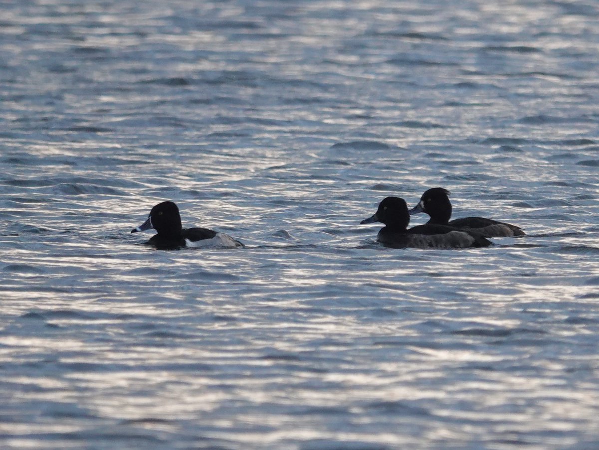 alan ashman tweet media