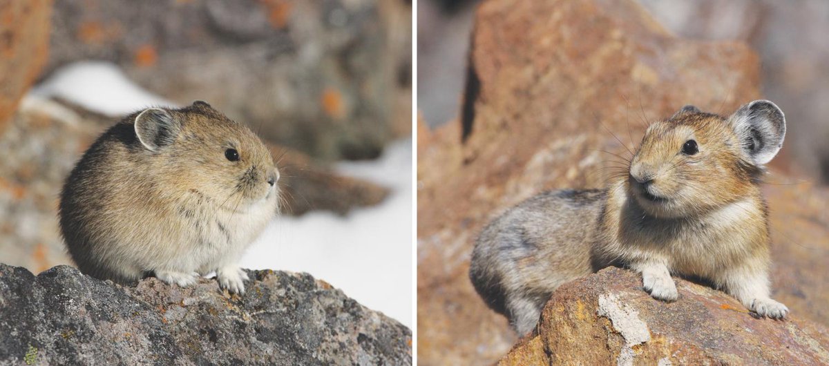 Rainmaker1973's tweet photo. Pikas can adjust their body temperature by changing their posture. 

These two common postures are referred to as “puff” and “lounge”.

American pikas can their moderate body temperature through posture, squeezing into a fluffy ball, a body posture with minimum surface area, to hold in heat in winter (left), or stretching out the surface area of their bodies to cool down in summer (right). 

[📸 J. Jacobson]
