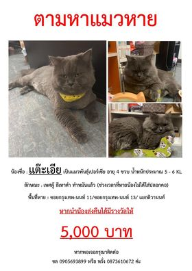 CatsterClub's tweet photo. ‼️ตามหาน้องแมวค่ะ‼️
น้องชื่อแต๊ะเอียนะคะ เป็นแมวเปอร์เซียเพศผู้ สีเทา 
ทำหมันแล้วค่ะ อายุ 4 ปี 7 เดือน 
เจ้าของยังคงออกตามหาน้องและติดประกาศบริเวณรอบๆบ้านทุกวันขอความกรุณาท่านใดที่พบเห็นน้อง หรือ ท่านที่ใจดีดูแลน้องอยู่ตอนนี้ ท่านสามารถติดต่อเจ้าของได้ตลอดเวลาเลยนะคะ 
ปัจจุบันน้องหายไปได้ 2 เดือน กับอีก 2 สัปดาห์แลัว 
ทางเรามีสินน้ำใจหรือค่าเสียเวลาให้ 5,000 บาทนะคะ
 เจ้าของชื่อชลนะคะ โทร090-569-3899 
พิกัดแถวแยกติวานนท์ , นนทบุรี

พบแมวคล้ายในภาพ สามารถติดต่อหาเจ้าของได้เลยนะคะ ช่วยกันกระจายข่าวก็ได้นะคะ มาช่วยน้องแมวให้ได้กลับสู่บ้านที่อบอุ่นกันค่ะ