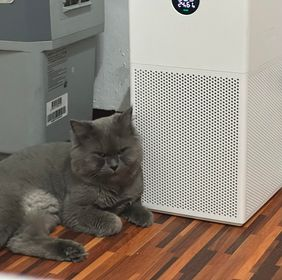 CatsterClub's tweet photo. ‼️ตามหาน้องแมวค่ะ‼️
น้องชื่อแต๊ะเอียนะคะ เป็นแมวเปอร์เซียเพศผู้ สีเทา 
ทำหมันแล้วค่ะ อายุ 4 ปี 7 เดือน 
เจ้าของยังคงออกตามหาน้องและติดประกาศบริเวณรอบๆบ้านทุกวันขอความกรุณาท่านใดที่พบเห็นน้อง หรือ ท่านที่ใจดีดูแลน้องอยู่ตอนนี้ ท่านสามารถติดต่อเจ้าของได้ตลอดเวลาเลยนะคะ 
ปัจจุบันน้องหายไปได้ 2 เดือน กับอีก 2 สัปดาห์แลัว 
ทางเรามีสินน้ำใจหรือค่าเสียเวลาให้ 5,000 บาทนะคะ
 เจ้าของชื่อชลนะคะ โทร090-569-3899 
พิกัดแถวแยกติวานนท์ , นนทบุรี

พบแมวคล้ายในภาพ สามารถติดต่อหาเจ้าของได้เลยนะคะ ช่วยกันกระจายข่าวก็ได้นะคะ มาช่วยน้องแมวให้ได้กลับสู่บ้านที่อบอุ่นกันค่ะ