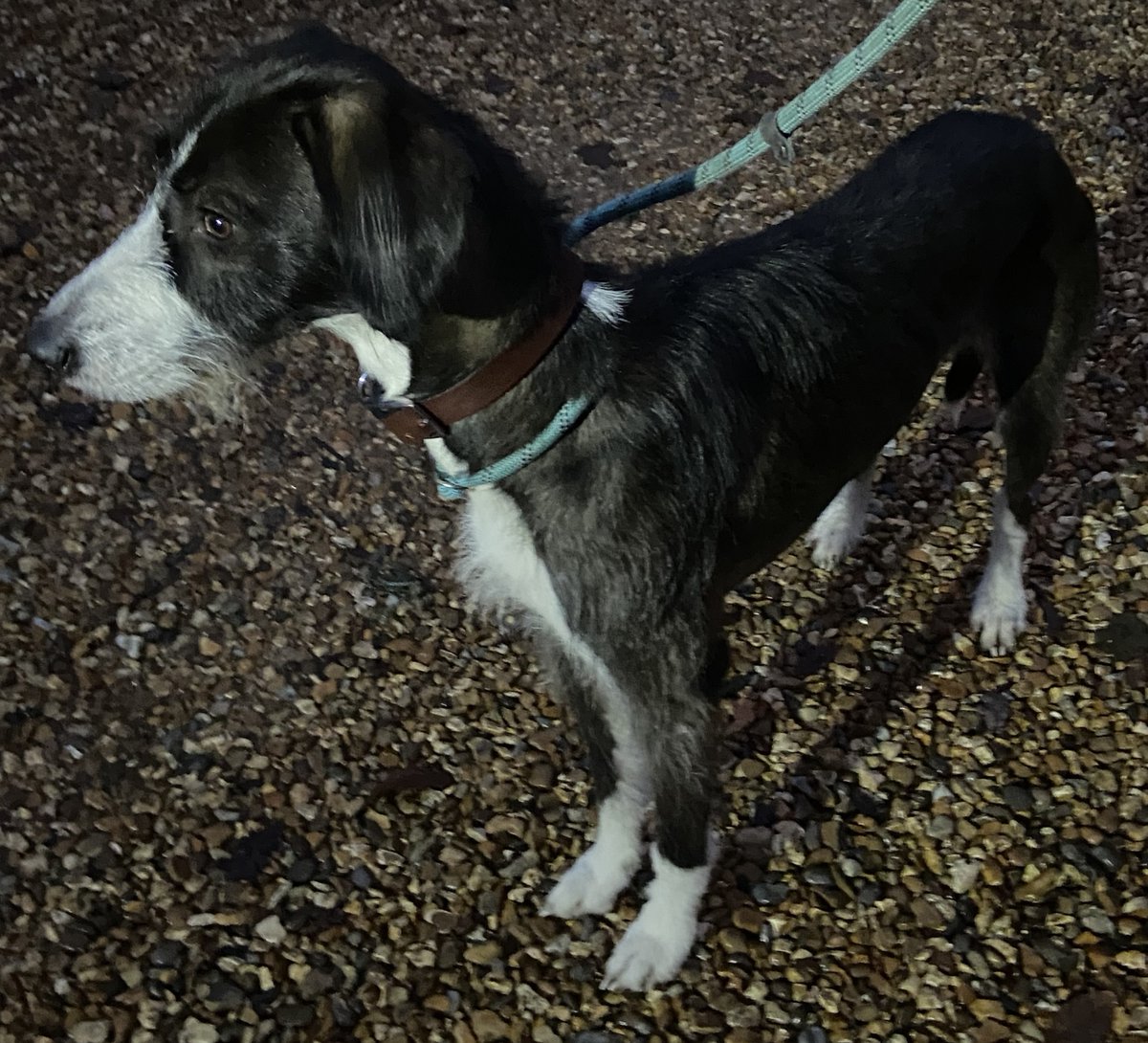 AdoptionsUk's tweet image. Please retweet to help FIND THE OWNER OR A RESCUE SPACE FOR THIS ABANDONED DOG FOUND #GREYWELL #HART #HAMPSHIRE #UK 
Female ' Welsh Hound x Lurcher', chip not registered. Now in a council pound for 7 days, she could be missing or stolen from another region. Please share widely.