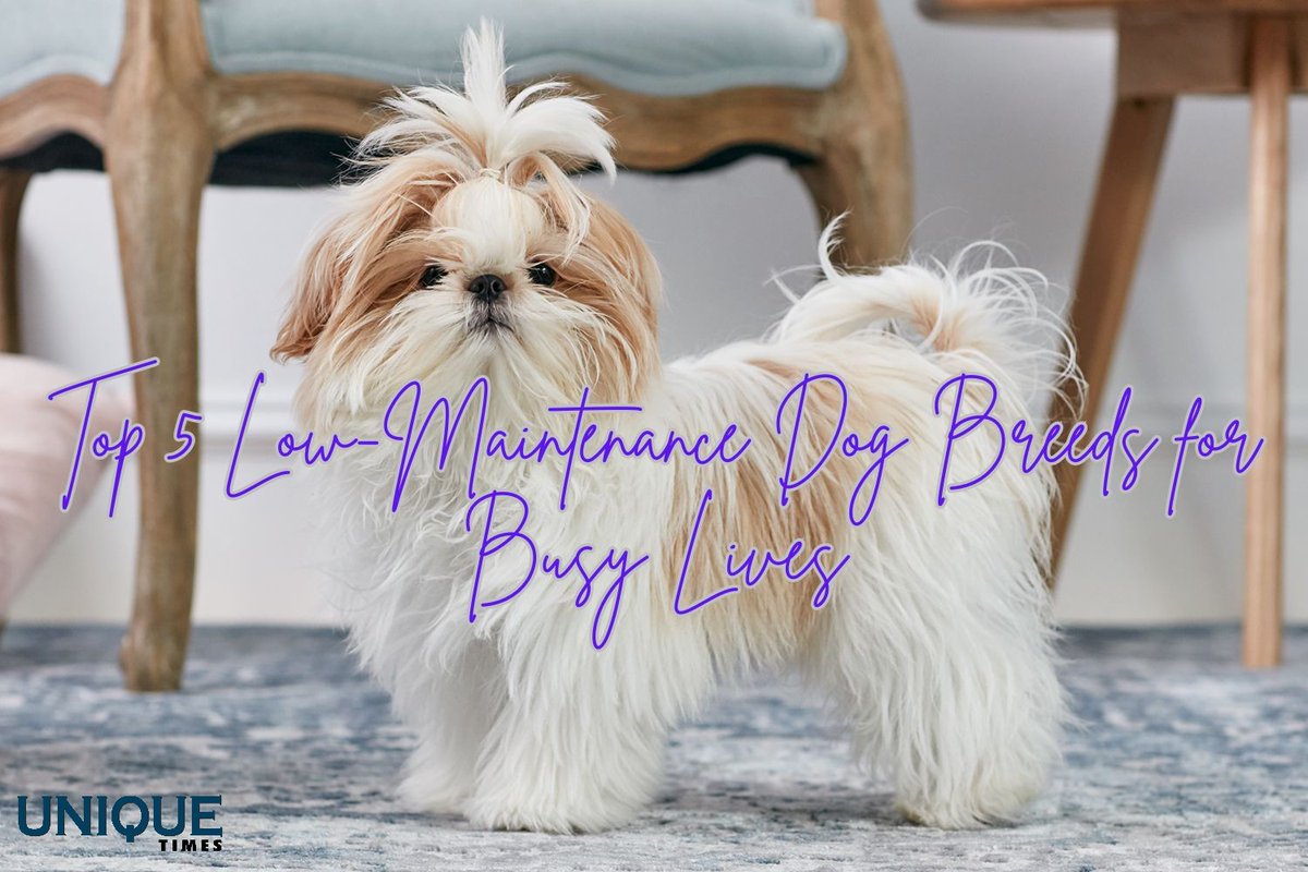 Finding The Perfect Canine Companion For Busy Lifestyles: 5 Low-Maintenance Dog Breeds

Know more: uniquetimes.org/finding-the-pe…

#uniquetimes #LatestNews #busylifestyle #caninecompanions #petcare #petlovers