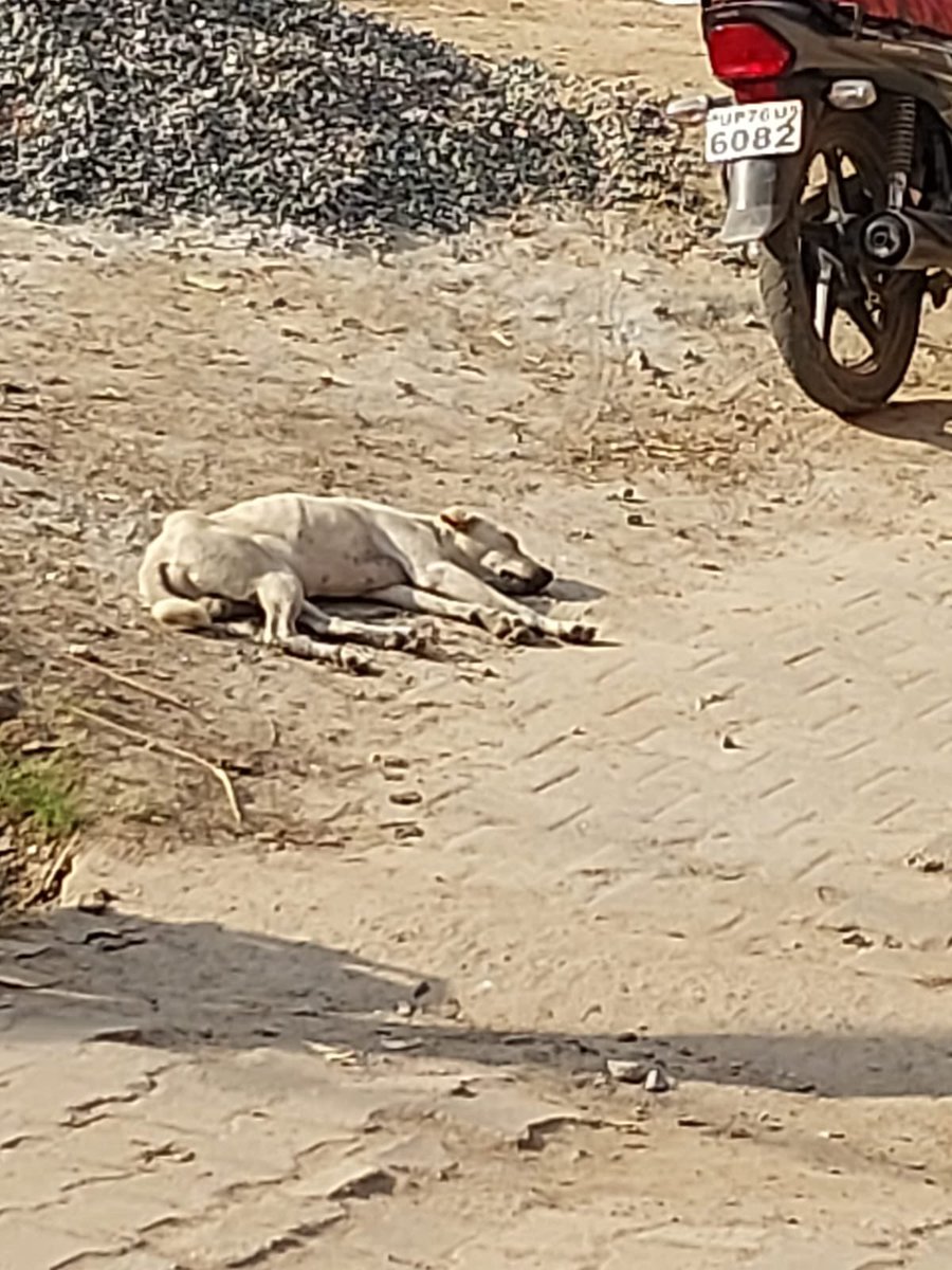 जिन लोगो ने नवंबर माह में तेज धमाकों के फटाके जलाये थे उन्हें तो अंदाज़ा तक नहीं है की उनके कारण कई बेज़ुबान अपनी गली से भटक कर १ माह तक भूखे प्यासे रहे।
सरकार नागरिकों को जागरूक संवेदनशील कर दे तो अनेक लोग बदल सकते है।
या फिर वो जानबूझ कर इस विषय पर चुप रहेगी?
#LetsDogitizeIndia