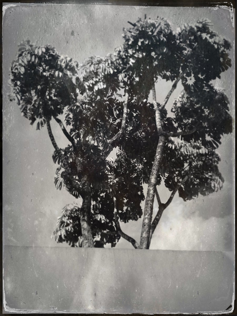 Hugogami's tweet image. 700.00K $BONK Link 👇🏽
Human being is a rootless thing, 
Like a grain of dust on the road
Blown by the wind, So let's rejoice while we can  

Youth does not repeat itself 
A day dawns not twice. So let's lose no time For years and months wait for none. 
-T'ao Yuan-ming Circa 400