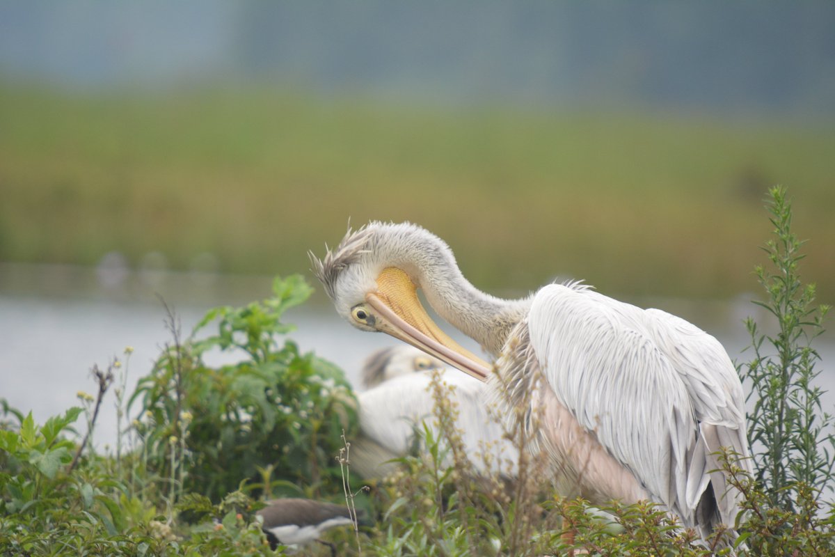 It's only 29 days away to start the #WaterbirdCount2024 in Rwanda.  To join the program, kindly complete the registration form here: kf.kobotoolbox.org/#/forms/aCgGBZ…. This is a collaborative work of <a href="/nature_rwanda/">Nature Rwanda</a> <a href="/ARCOSNetwork/">ARCOS Network</a> <a href="/CoEBrwanda/">Center of Excellence in Biodiversity & NRM</a> <a href="/rwandabirding/">Rwanda Birding</a> <a href="/AkageraPark/">Akagera National Park</a> &amp; <a href="/RwandaWildlife/">Rwanda Wildlife Conservation Association</a>