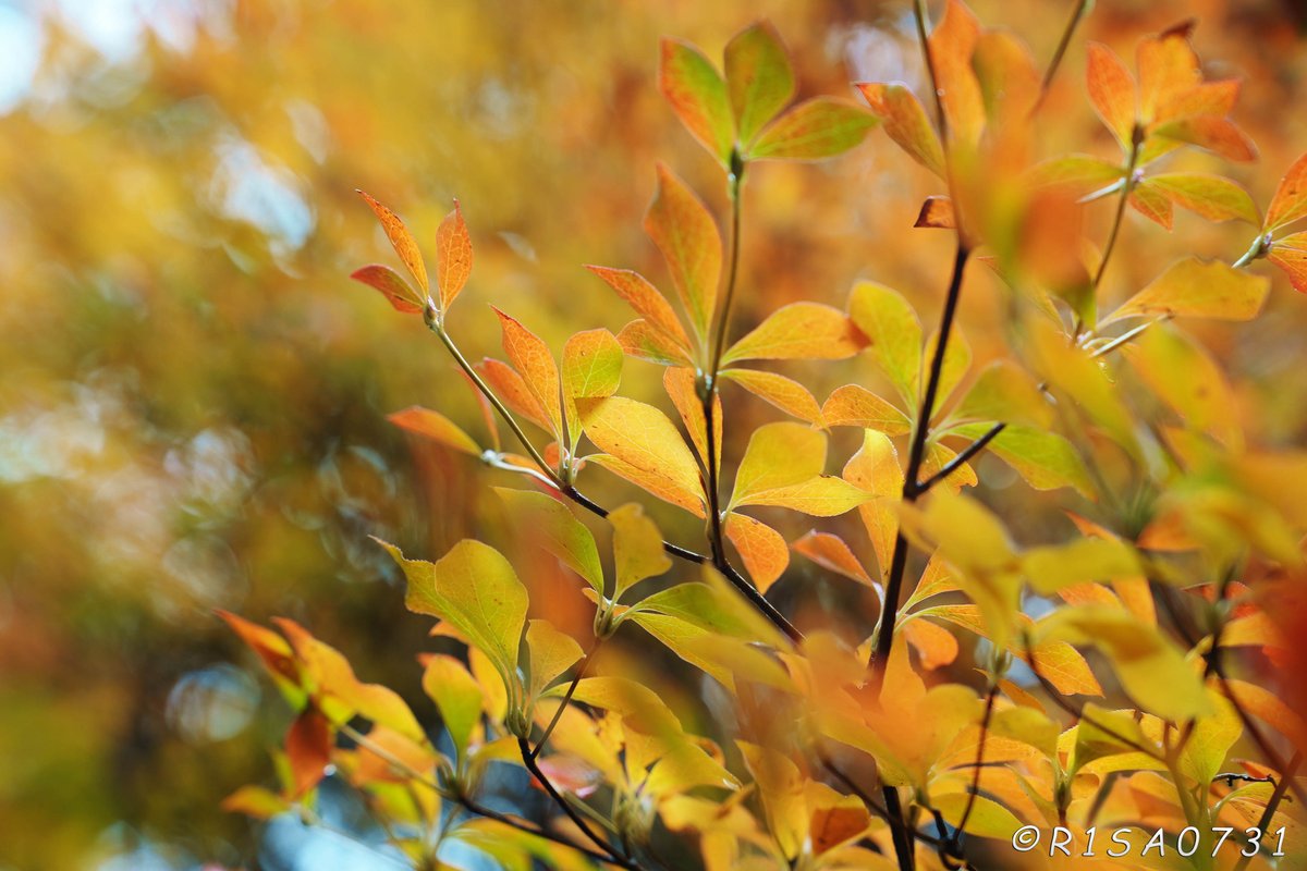 R1SA0731's tweet photo. #autumncolors #fallscenery #秋色 #yellow https://t.co/W9S7L7W2kb