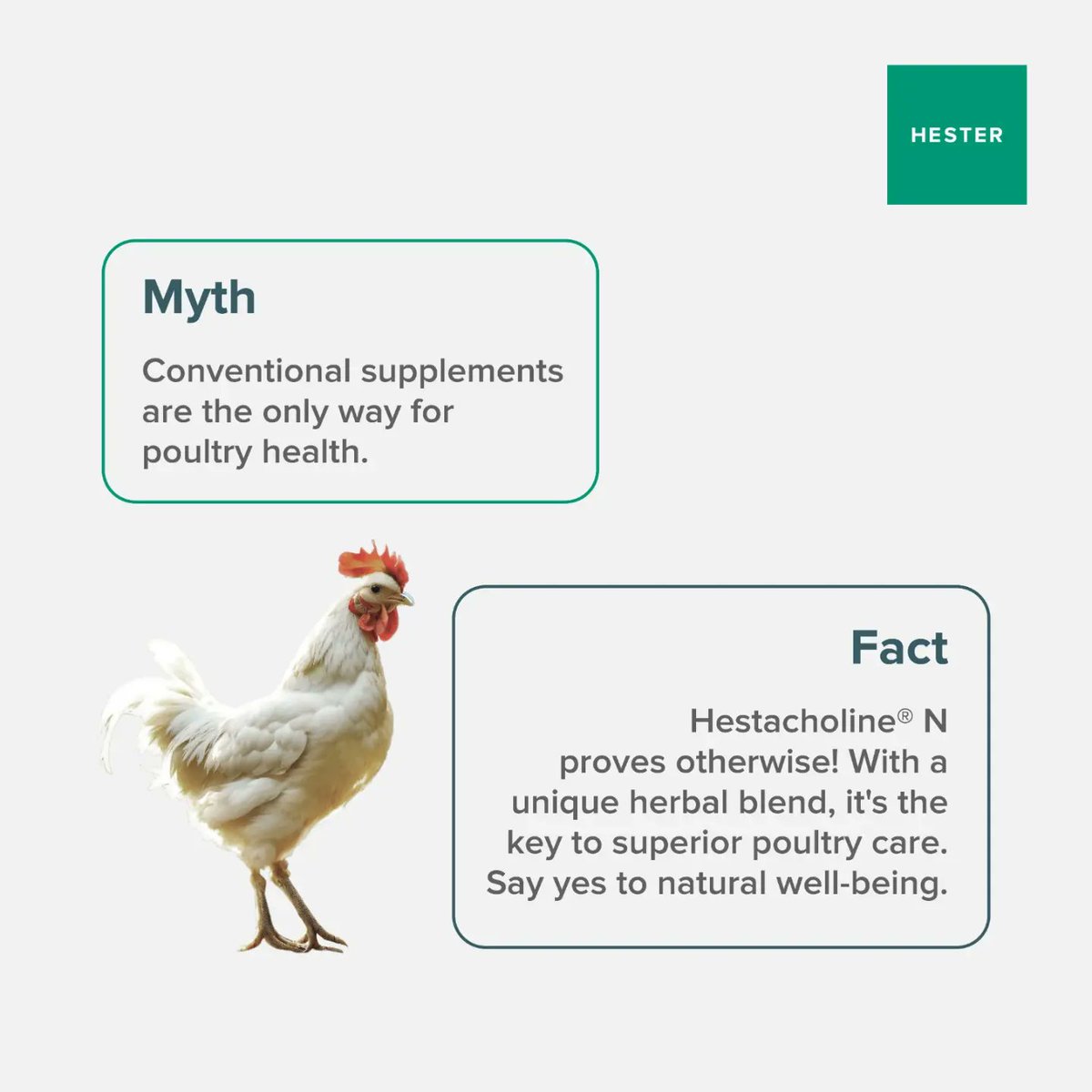 Hesterindia's tweet photo. Experience the difference with Hestacholine® N, your poultry's secret to well-being! Embrace natural care and elevate your flock's health.

#Hester #Poultrycare #HestacholineN #Herbal #FeedSupplement #poultryimmunitybooster #eggproduction #poultryhealthcareproducts https://t.co/vzeoONS7pc