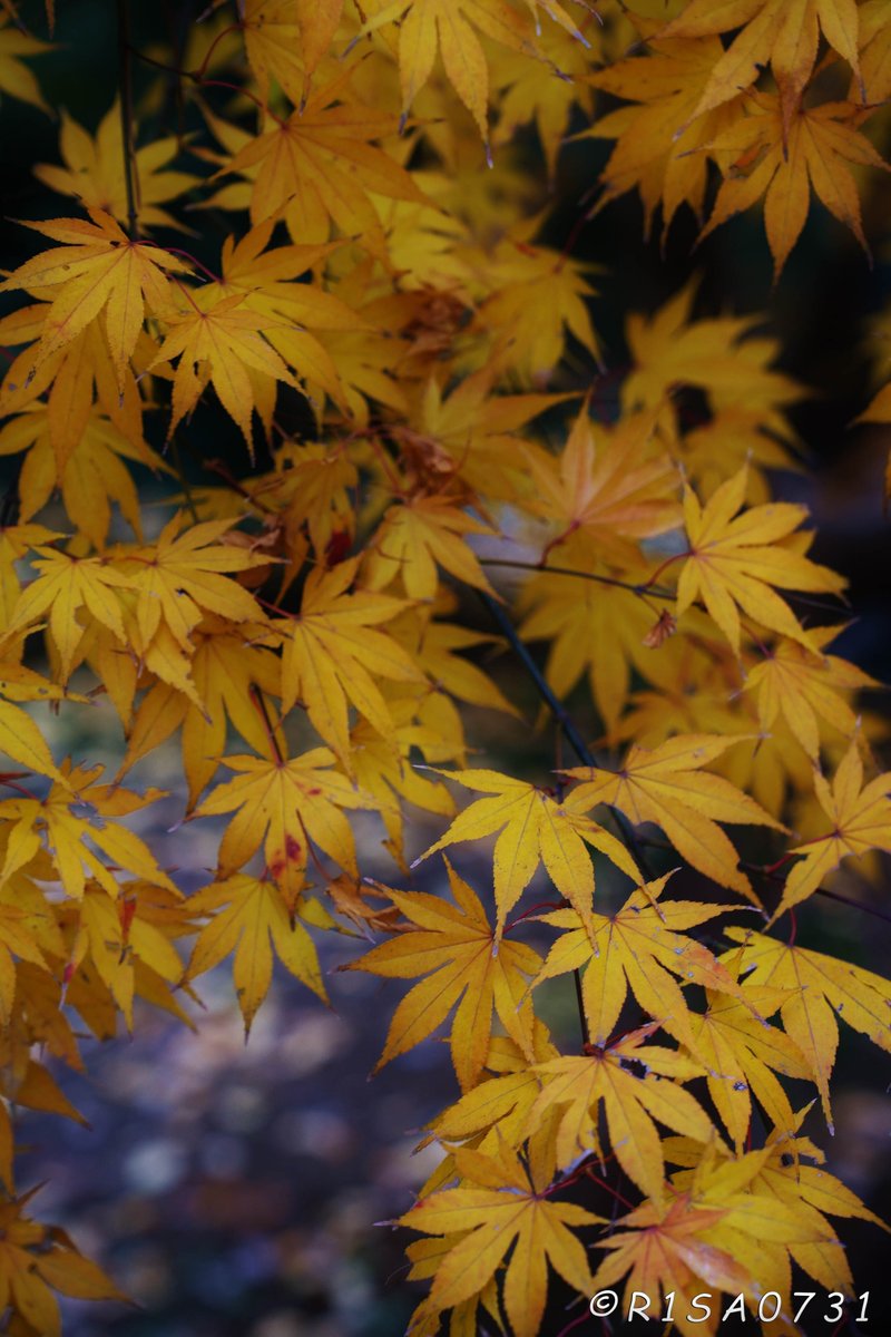 R1SA0731's tweet photo. #autumncolors #fallscenery #秋色 #yellow https://t.co/W9S7L7W2kb