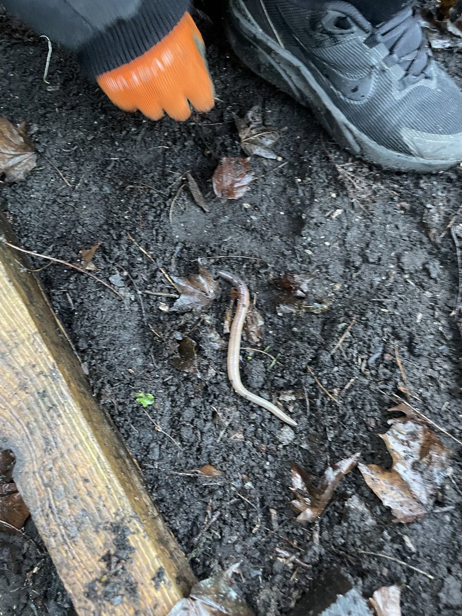 S1 Outdoor Learning group from <a href="/Grove_Academy/">Grove Academy</a> were busy at Shiell St yesterday. They raked leaves, turned a large fallen branch into a wood pile, swept the railway bridge steps, planted out some winter veg &amp; found worms on the way. <a href="/JohnMuirTrust/">John Muir Trust</a>  #community