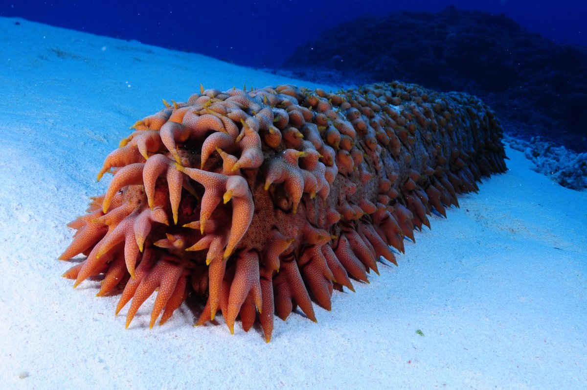 JeremyBRoberts's tweet photo. Sea cucumbers don't have a true brain! A nerve ring surrounds their oral cavity, extending to their tentacles and pharynx. Even if this ring is removed, they continue functioning and moving about. This shows it doesn't play a central role in their nervous coordination. https://t.co/Aw9SVEeiO5