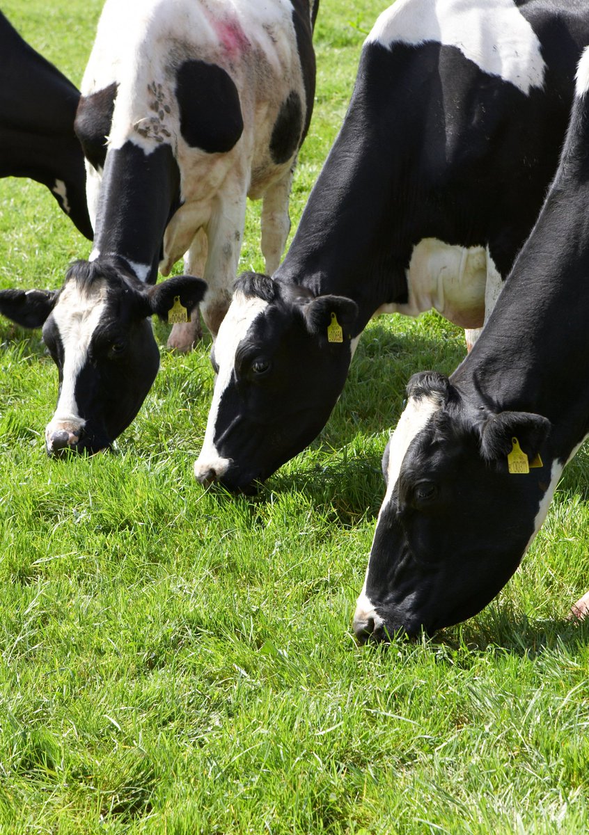 The latest Forage for Knowledge insights from AHDB really demonstrate the need for farmers to play close attention to the quality of their grass and forage.
Are your animals getting the minerals and vitamins they need?

ahdb.org.uk/news/forage-fo…