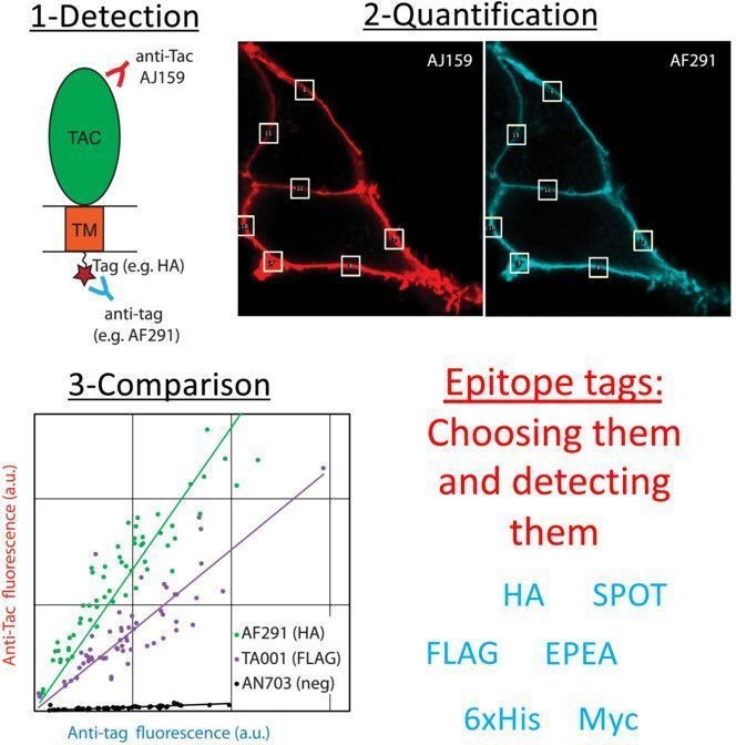 FEBSOpenBio's tweet photo. 🔬Wondering which epitope tags to use for IHC?
📥Save this guide
🌠A quantitative comparison of antibodies against epitope tags for immunofluorescence detection
🔓https://t.co/j3gOloSkKv
#Antibodies #Immunology
#Immunofluorescence #Biochemistry
#MicroscopyTwitter https://t.co/xBQ4R1xa0C