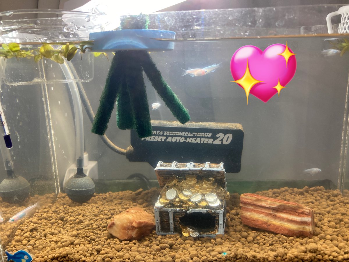 sakanachandaaa's tweet photo. ベタが亡くなってからアカウント放置してしまってましたが再開🌟
グッピー達はたくさん増え、最近はメダカ(ミユキ)の飼育も実は始めてました🐟

産卵したけど無事に増えてくれるかな…？ https://t.co/376c9z9GG5