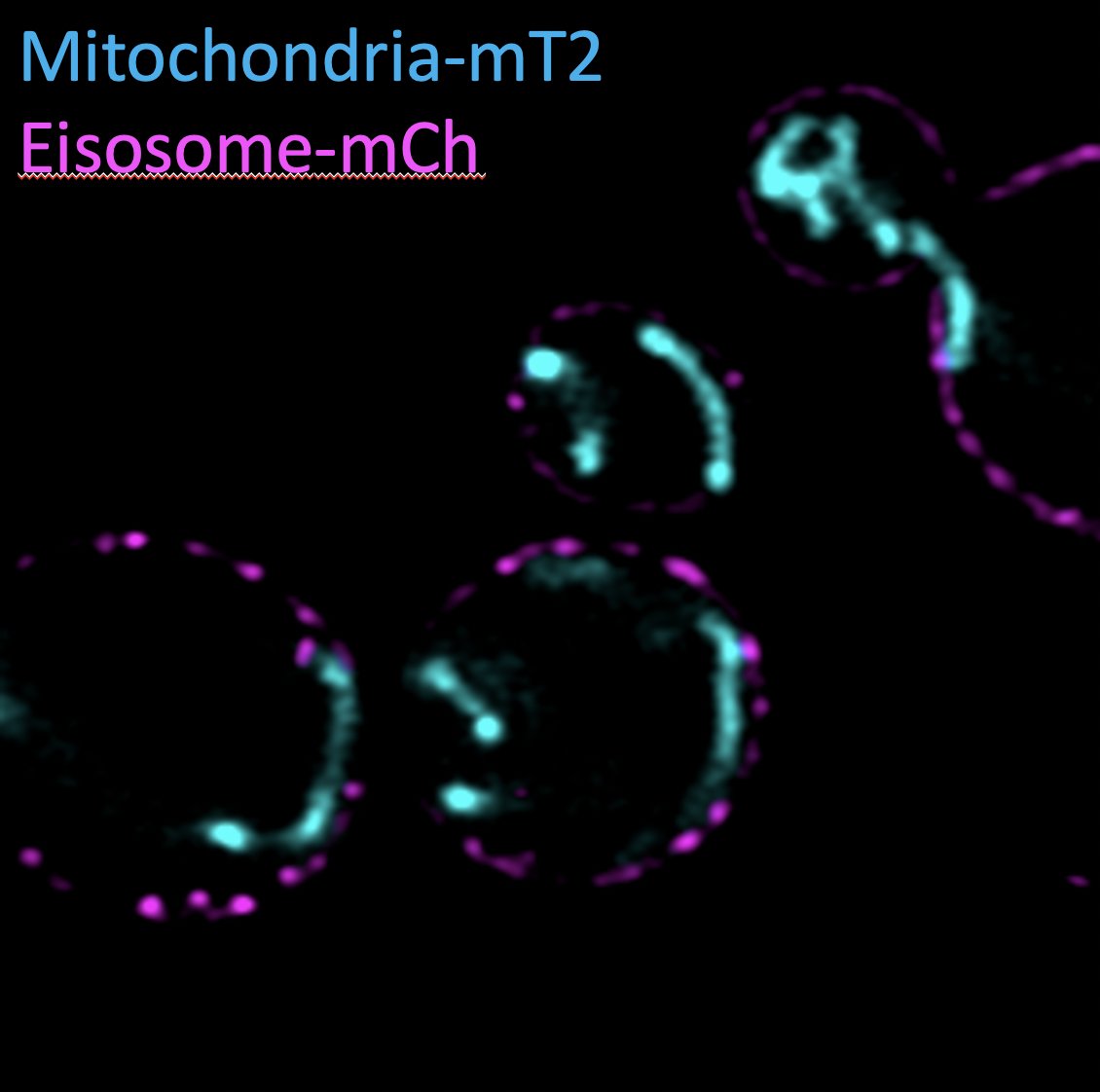 Have not got to mStayGold yet but after @joachimgoedhart mentioned the value of sharing FP data expressed from different systems, I recently codon optimised mTurquoise2 for expression in yeast (example labelling mitochondria @YorkBioimaging) and it works brilliantly!