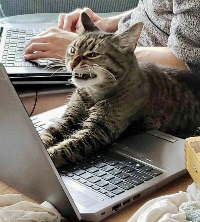 Goofy_ahAnimals's tweet photo. Mondays.

#animals #cats #monday #memes #DailyDoseOfAnimals https://t.co/WJ2rbLrShO