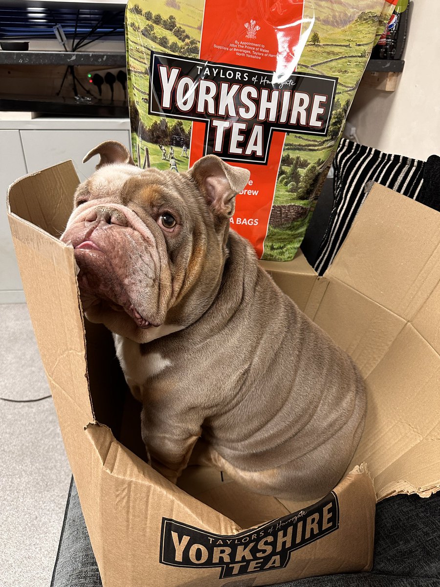 We mostly make dog chairs. The whole tea thing is just a hobby. 📸 @Tasha_L83