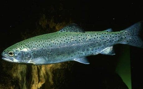 This week's #FishPic is dedicated to #JohnCale: 
Wales' pre-eminent #VelvetUnderground member.