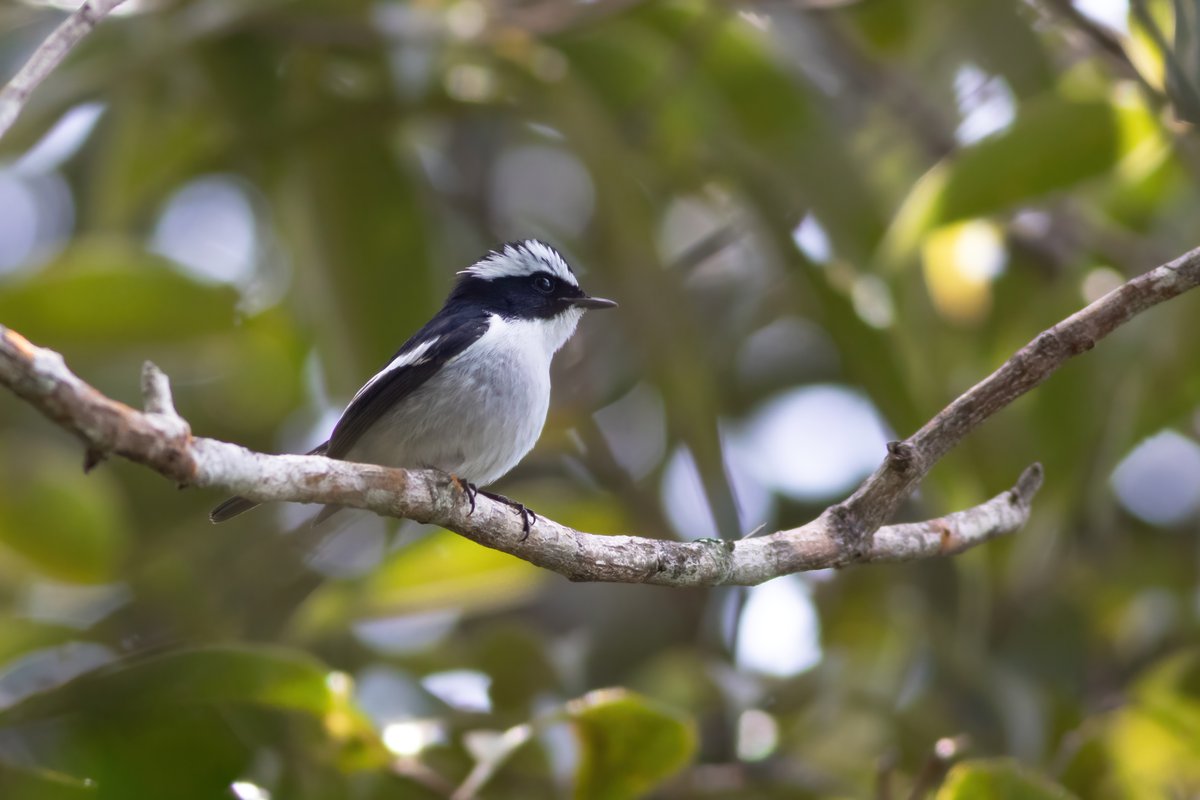 Some more photos from Aural Mountain in #Cambodia including Black-throated Sunbird, Brown Shrike, Pied Flycatcher and Streaked Wren Babbler. Photos taken by @SeanMardy 

samveasna.com/tour/aural-mou…

#BirdsOfTwitter #BirdsSeenIn2023 #NaturePositive #birding #birdtour #birdphotography