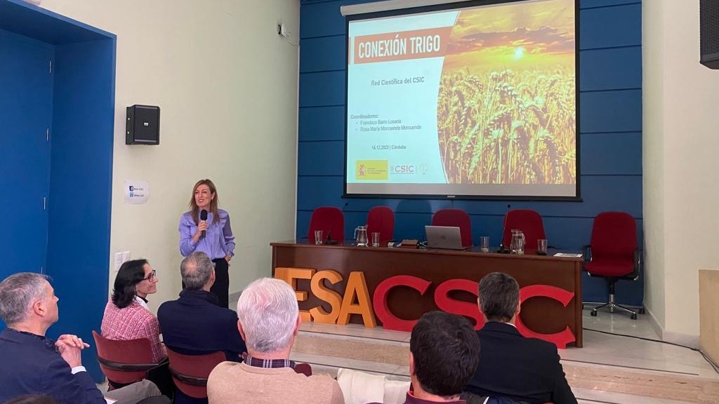 CSIC_VAACT's tweet photo. 🟡@elena_cartea, vicepresidenta adjunta de áreas científico-técnicas, presenta a los coordinadores de esta iniciativa, que nos informan de los objetivos de la #ConexionCSIC Trigo.
#WheatNet #CSIC https://t.co/H79oKnpZxL
