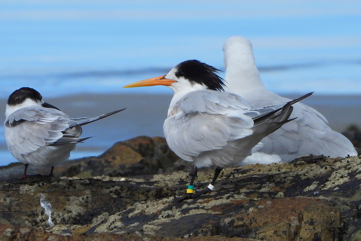 PaulDufour80's tweet photo. The Elegant Tern, which was ringed in France in 2003 and has visited several sites in Europe, was sighted today in South Africa by Theuns Kruger (photo)! https://t.co/90Iv9qDADB