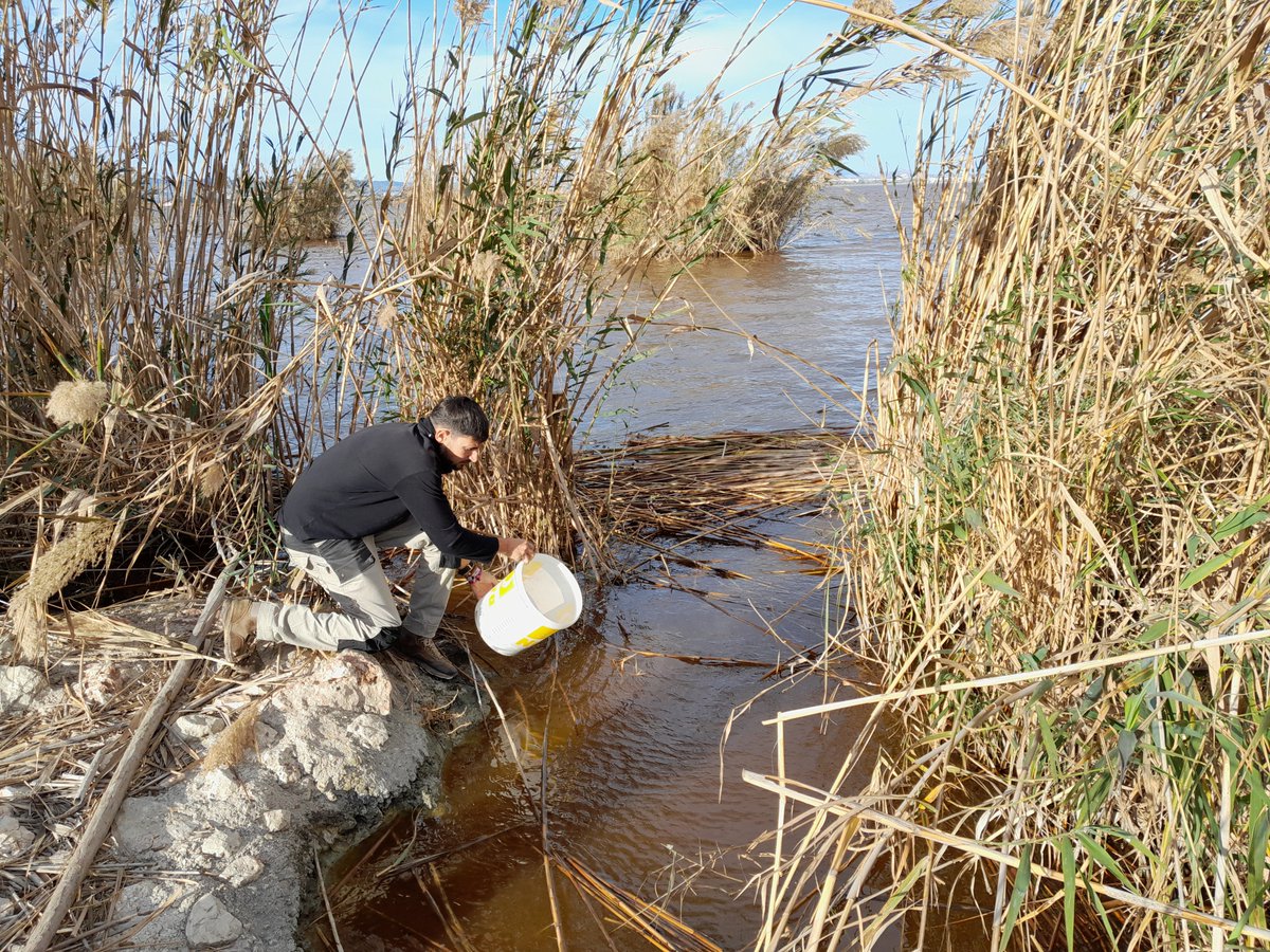 AlbuferaBio's tweet photo. En el #TancatDeMilia hemos soltado 219 anguilas con microchip al lago de L'Albufera con @GVAMediAmbient y @UPV en el marco del proyecto de MEDIDAS PARA LA MEJORA DEL PLAN GESTION DE LA ANGUILA EN LA COMUNITAT VALENCIANA. https://t.co/aBeX9lfwRt