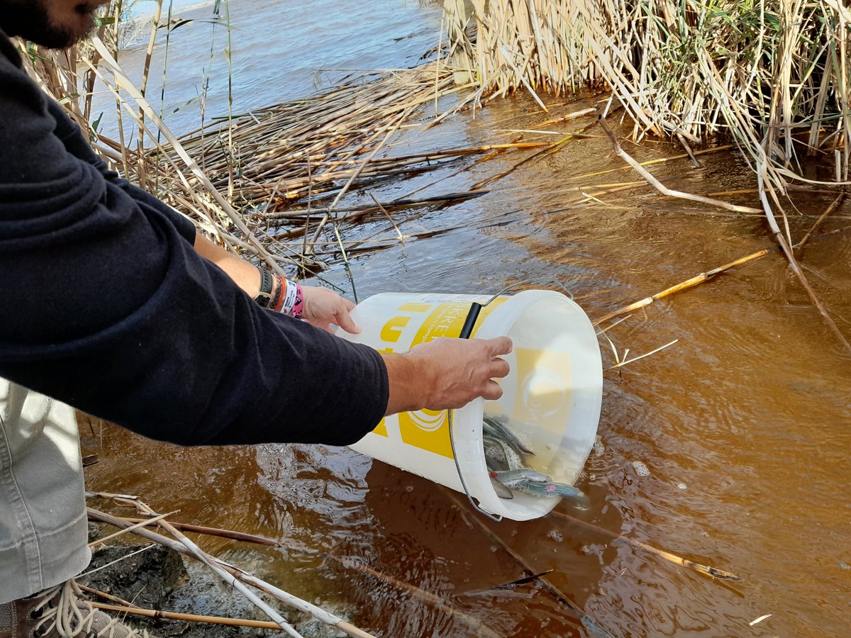 AlbuferaBio's tweet photo. En el #TancatDeMilia hemos soltado 219 anguilas con microchip al lago de L'Albufera con @GVAMediAmbient y @UPV en el marco del proyecto de MEDIDAS PARA LA MEJORA DEL PLAN GESTION DE LA ANGUILA EN LA COMUNITAT VALENCIANA. https://t.co/aBeX9lfwRt