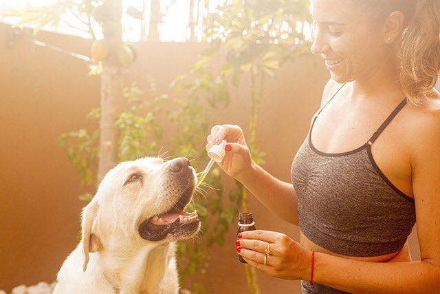 Tru2Cbd's tweet photo. Let your furry friends paws and relax this holiday season with Tru2’s CBD pet oil!

#cbd #cbdoil #CBDLife #hemp #wellness #health #CBDProducts #selfcare #cbdheals https://t.co/qXSc4LmGV1