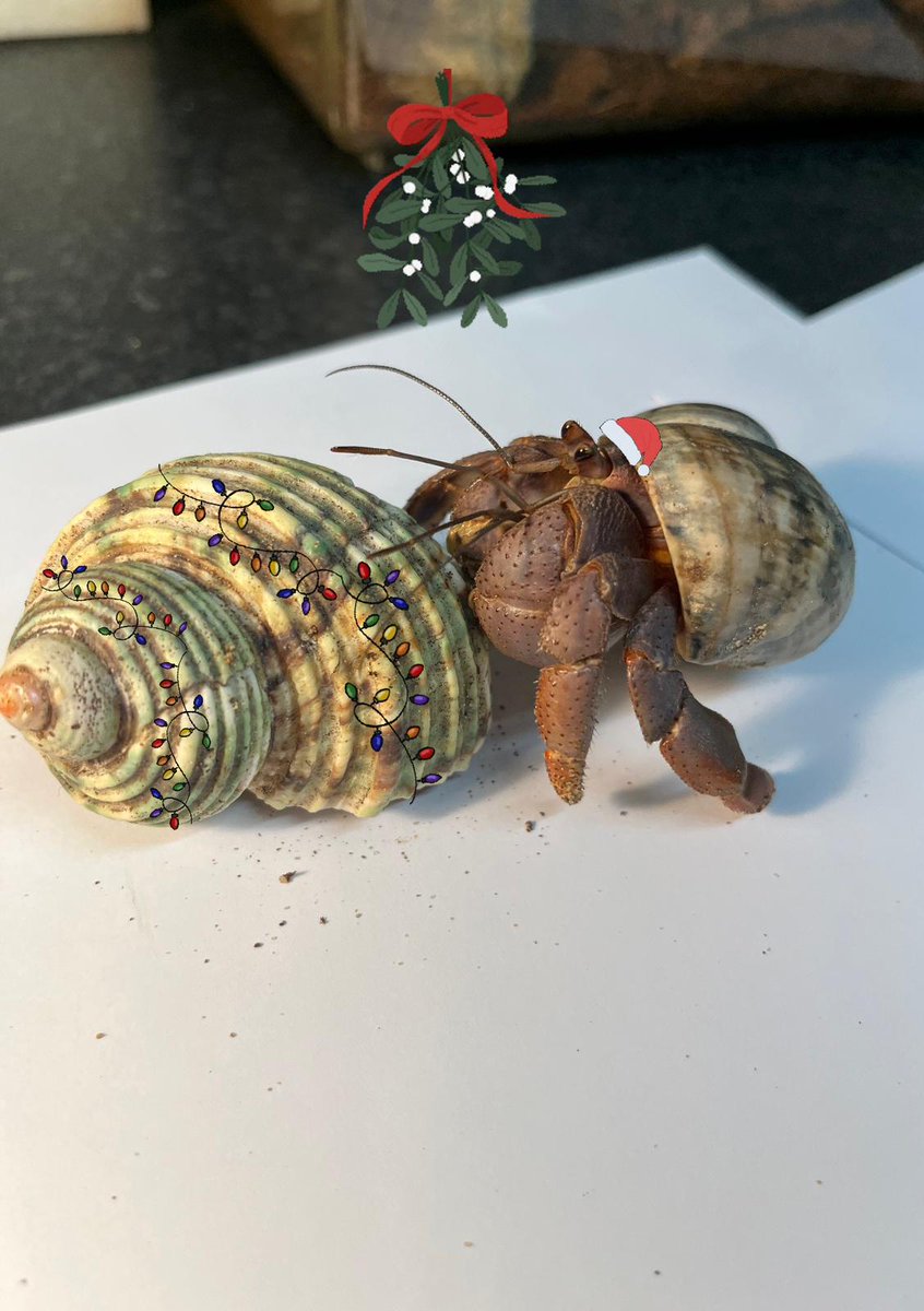 On the second day of Christmas, my true love sent to me two hermit crabs And a ta-ran-tu-la called Rosie. #TwelveBugsOfChristmas #12BugsOfChristmas #TwelveDaysOfChristmas #12daysofchristmas #Christmas #BugZoo #Bugs #Tarantula #TheBugFarm